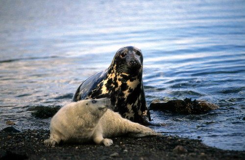 GRS MBAINES20 image grs_mbaines20-jpg