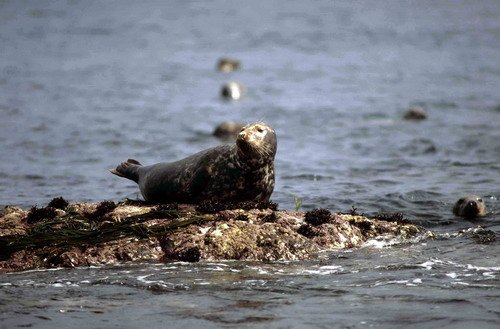 GRS MBaines02 image grs_mbaines02-jpg