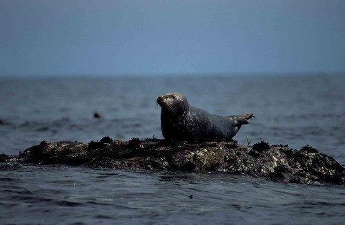 GRS MBaines03 image grs_mbaines03-jpg