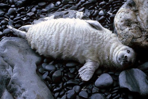 GRS MBaines09 image grs_mbaines09-jpg