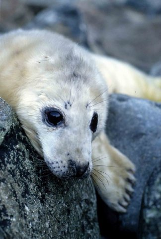 GRS MBaines10 image grs_mbaines10-jpg