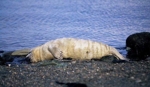 GRS MBaines13mil image grs_mbaines13mil-jpg