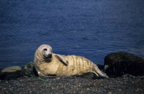 GRS MBaines15 image grs_mbaines15-jpg