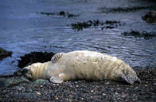 GRS MBaines18 image grs_mbaines18-jpg