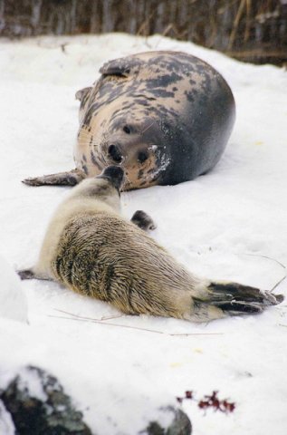 GRS MCzekala1 image grs_mczekala1-jpg