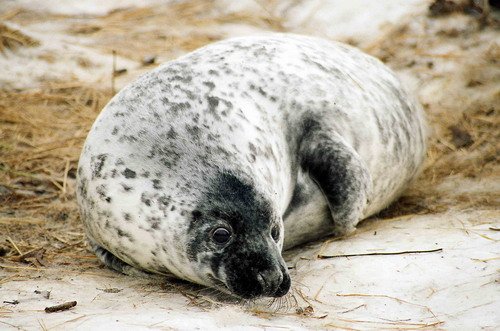 GRS MCzekala11 image grs_mczekala11-jpg