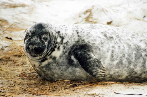 GRS MCzekala12 image grs_mczekala12-jpg