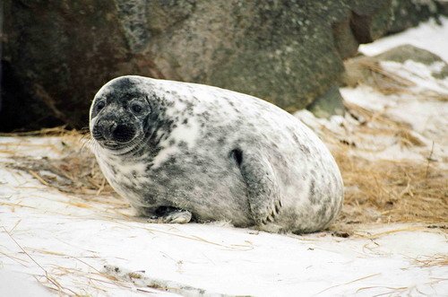 GRS MCzekala13 image grs_mczekala13-jpg