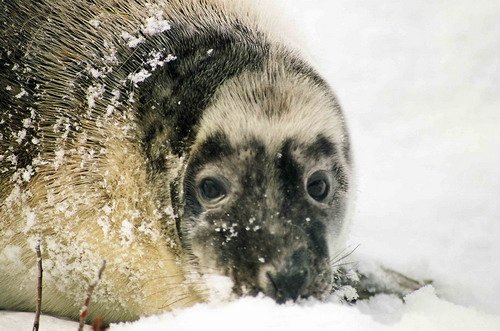 GRS MCzekala4 image grs_mczekala4-jpg