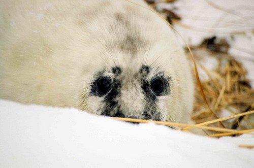 GRS MCzekala6 image grs_mczekala6-jpg