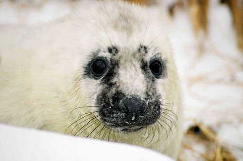 GRS MCzekala7 image grs_mczekala7-jpg