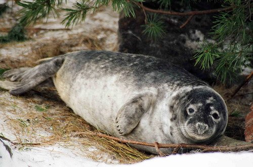 GRS MCzekala9 image grs_mczekala9-jpg