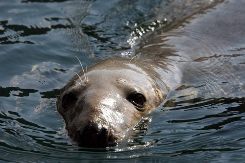 GRS PAnderwald087 image grs_panderwald087-jpg