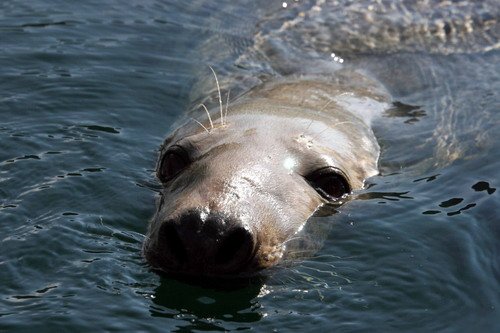 GRS PAnderwald089 image grs_panderwald089-jpg