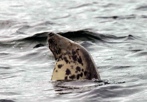 GRS PAnderwald1 image grs_panderwald1-jpg