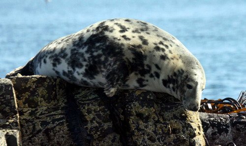 GRS PAnderwald2743 image grs_panderwald2743-jpg