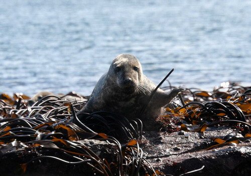 GRS PAnderwald2760 image grs_panderwald2760-jpg