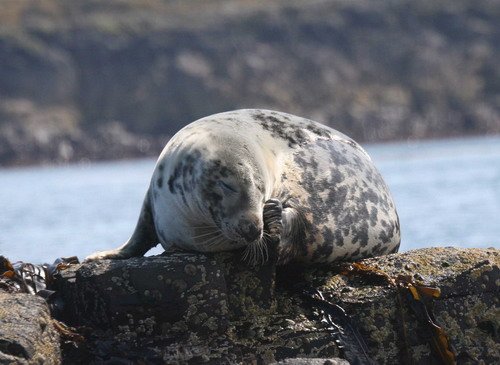 GRS PAnderwald2785 image grs_panderwald2785-jpg