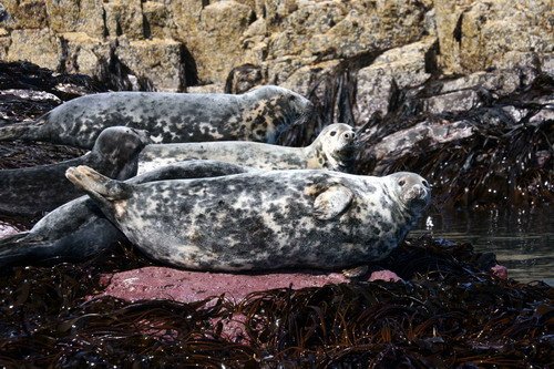 GRS PAnderwald2827 image grs_panderwald2827-jpg