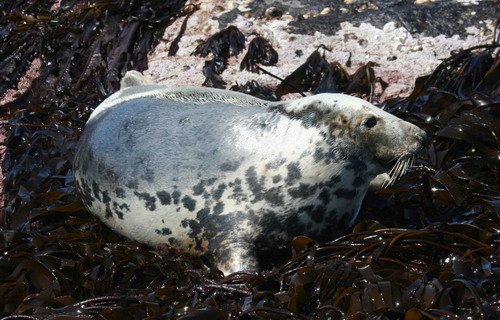 GRS PAnderwald2831 image grs_panderwald2831-jpg