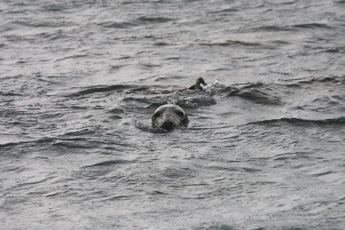 image grs_panderwald7248-jpg