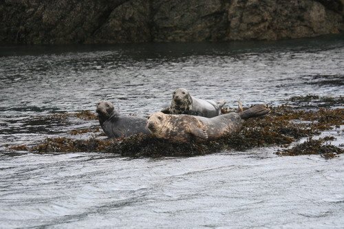 image grs_panderwald7250-jpg