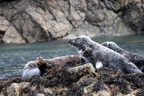 image grs_panderwald7259b-jpg