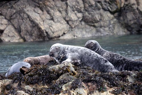 image grs_panderwald7260-jpg