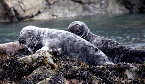 GRS PAnderwald7260a image grs_panderwald7260a-jpg