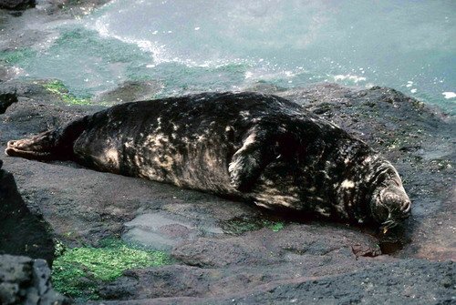 GRS PGHEvans13 image grs_pghevans13-jpg