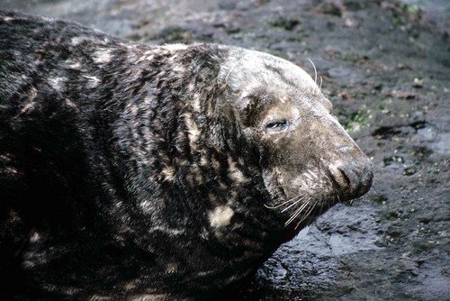 GRS PGHEvans15 image grs_pghevans15-jpg