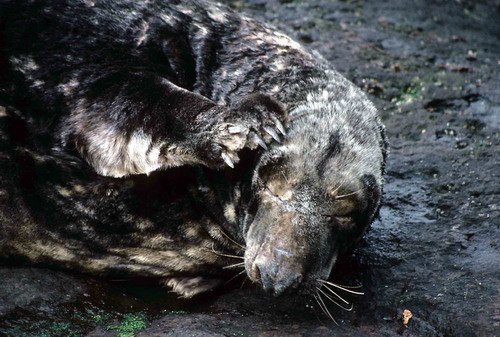 GRS PGHEvans16 image grs_pghevans16-jpg