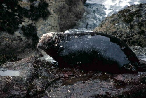 GRS PGHEvans17 image grs_pghevans17-jpg