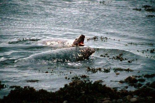 GRS PGHEvans18 image grs_pghevans18-jpg