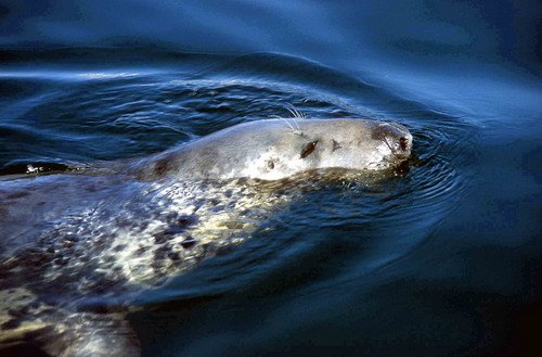 GRS PGHEvans2 image grs_pghevans2-jpg