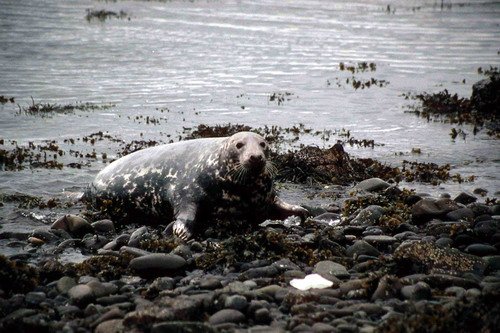 GRS PGHEvans20 image grs_pghevans20-jpg