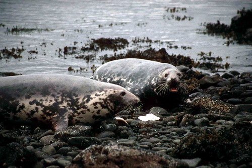 GRS PGHEvans21 image grs_pghevans21-jpg