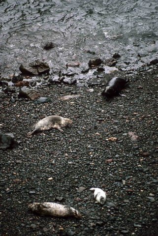 GRS PGHEvans24 image grs_pghevans24-jpg