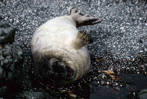 GRS PGHEvans26 image grs_pghevans26-jpg