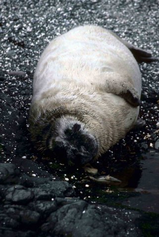 GRS PGHEvans27 image grs_pghevans27-jpg