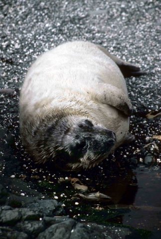 GRS PGHEvans28 image grs_pghevans28-jpg