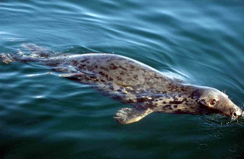 GRS PGHEvans3 image grs_pghevans3-jpg