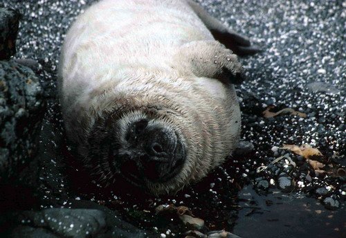 GRS PGHEvans30 image grs_pghevans30-jpg