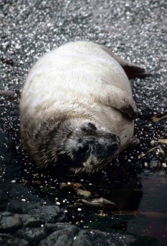 GRS PGHEvans31 image grs_pghevans31-jpg