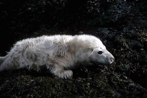 GRS PGHEvans32 image grs_pghevans32-jpg