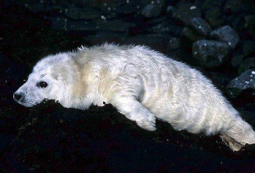 GRS PGHEvans33 image grs_pghevans33-jpg