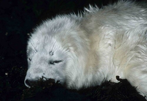 GRS PGHEvans34 image grs_pghevans34-jpg