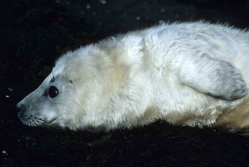 GRS PGHEvans35 image grs_pghevans35-jpg