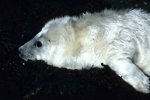 GRS PGHEvans36 image grs_pghevans36-jpg