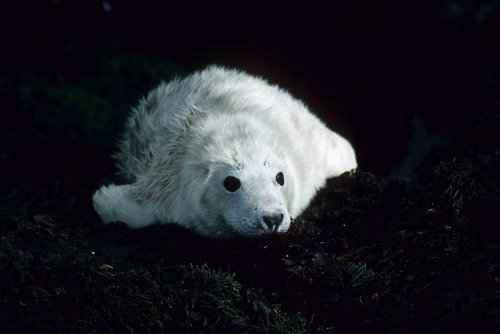 GRS PGHEvans37 image grs_pghevans37-jpg